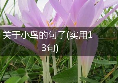 关于小鸟的句子(实用13句)