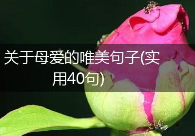 关于母爱的唯美句子(实用40句)