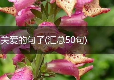 关爱的句子(汇总50句)