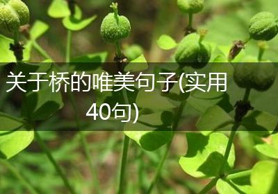 关于桥的唯美句子(实用40句)