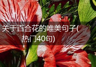关于百合花的唯美句子(热门40句)