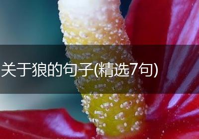 关于狼的句子(精选7句)
