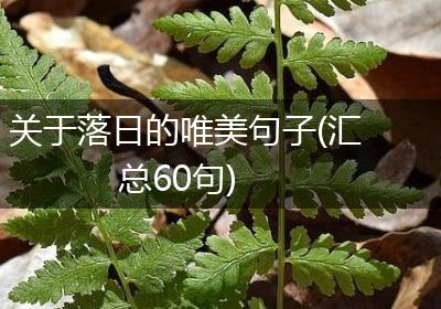 关于落日的唯美句子(汇总60句)