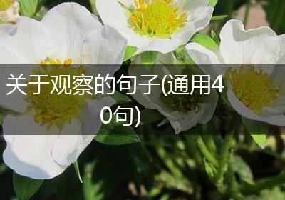 关于观察的句子(通用40句)