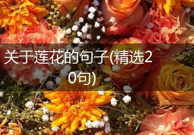关于莲花的句子(精选20句)
