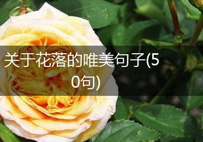 关于花落的唯美句子(50句)