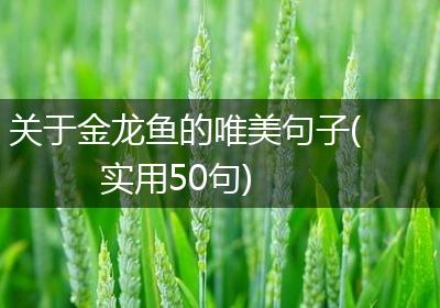 关于金龙鱼的唯美句子(实用50句)