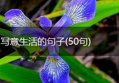 写意生活的句子(50句)