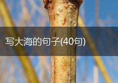 写大海的句子(40句)