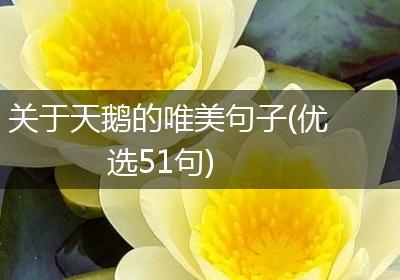 关于天鹅的唯美句子(优选51句)