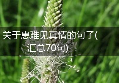 关于患难见真情的句子(汇总70句)