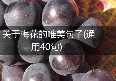 关于梅花的唯美句子(通用40句)