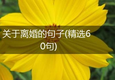 关于离婚的句子(精选60句)