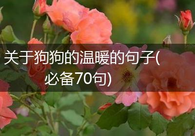 关于狗狗的温暖的句子(必备70句)