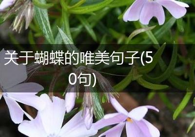 关于蝴蝶的唯美句子(50句)