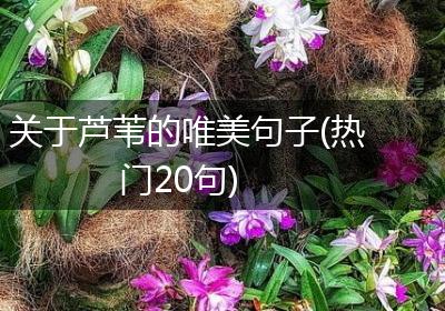 关于芦苇的唯美句子(热门20句)