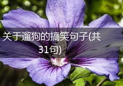 关于遛狗的搞笑句子(共31句)