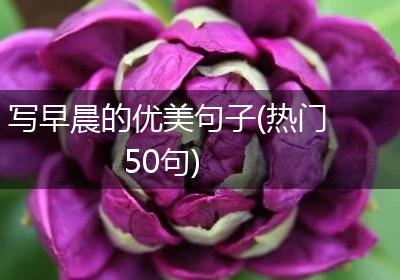 写早晨的优美句子(热门50句)