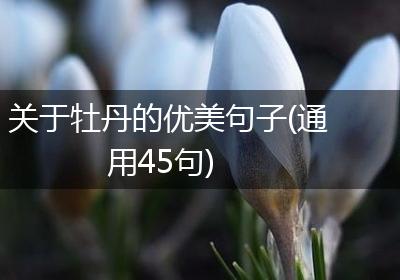 关于牡丹的优美句子(通用45句)