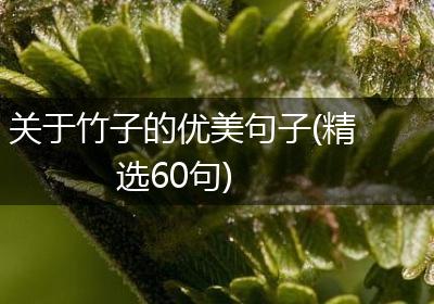关于竹子的优美句子(精选60句)