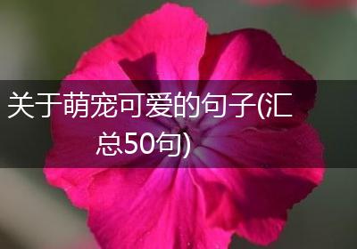 关于萌宠可爱的句子(汇总50句)