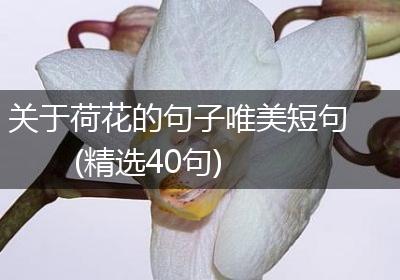 关于荷花的句子唯美短句(精选40句)