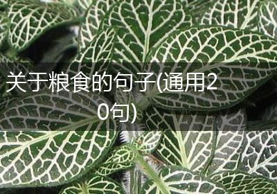 关于粮食的句子(通用20句)