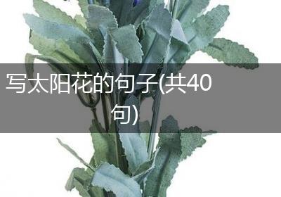 写太阳花的句子(共40句)