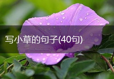 写小草的句子(40句)