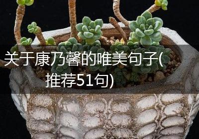 关于康乃馨的唯美句子(推荐51句)
