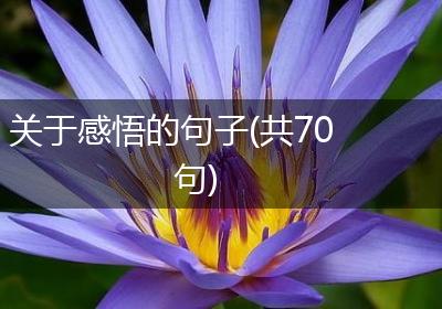 关于感悟的句子(共70句)