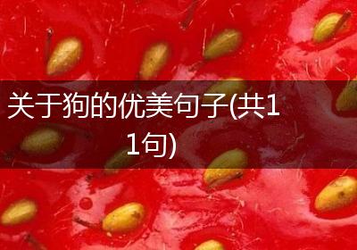 关于狗的优美句子(共11句)
