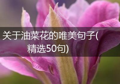 关于油菜花的唯美句子(精选50句)