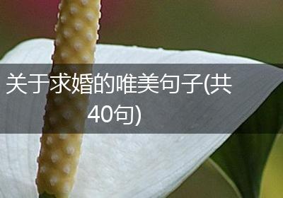 关于求婚的唯美句子(共40句)