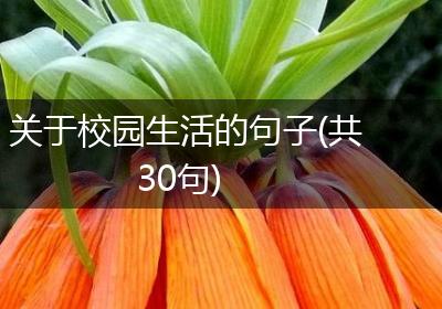 关于校园生活的句子(共30句)