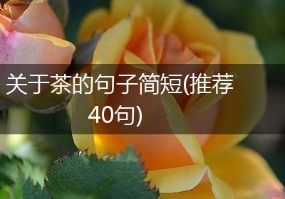 关于茶的句子简短(推荐40句)