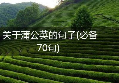 关于蒲公英的句子(必备70句)