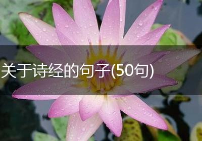 关于诗经的句子(50句)