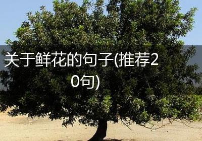 关于鲜花的句子(推荐20句)