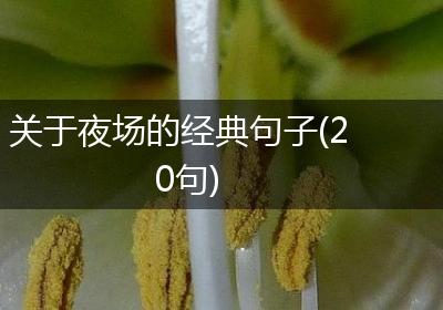 关于夜场的经典句子(20句)