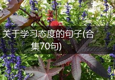 关于学习态度的句子(合集70句)