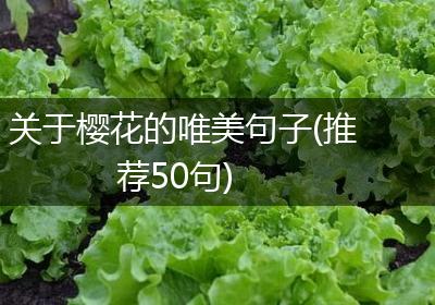 关于樱花的唯美句子(推荐50句)