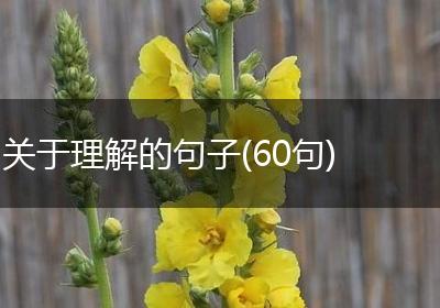 关于理解的句子(60句)