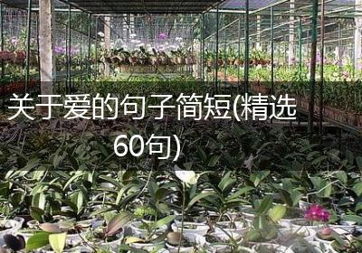 关于爱的句子简短(精选60句)