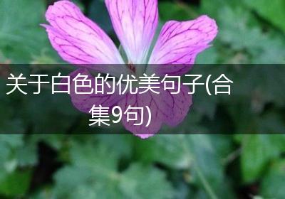关于白色的优美句子(合集9句)