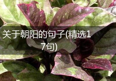 关于朝阳的句子(精选17句)
