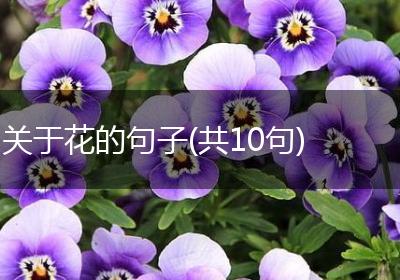 关于花的句子(共10句)