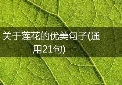 关于莲花的优美句子(通用21句)