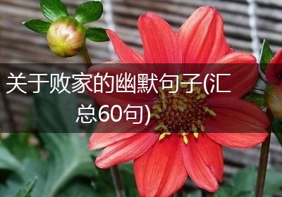 关于败家的幽默句子(汇总60句)