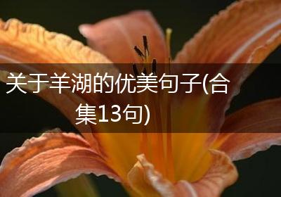 关于羊湖的优美句子(合集13句)